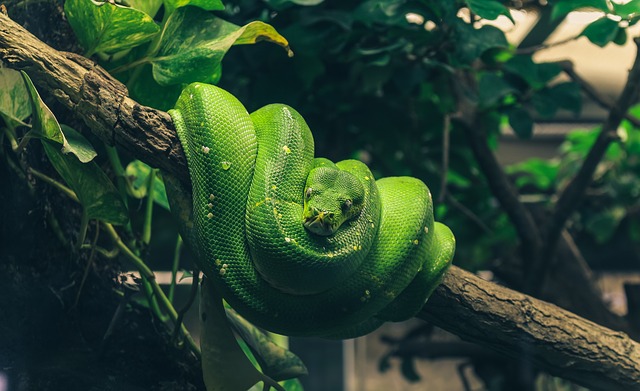stočený zelený had na stromě